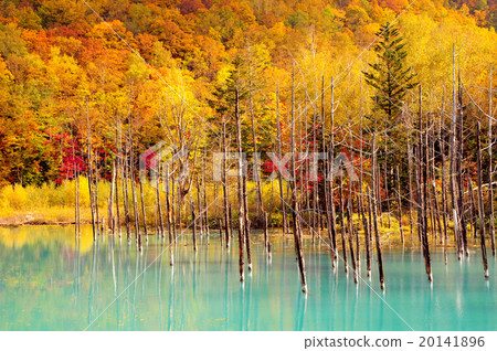北海道的富良野秋天的樹葉在藍色的池塘里 20141896