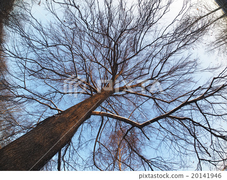 Trees in the park in winter Trees in the park in winter 20141946