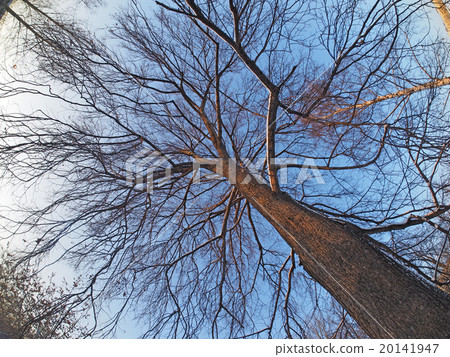 Trees in the park in winter Trees in the park in winter 20141947