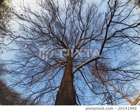 Trees in the park in winter Trees in the park in winter 20141948