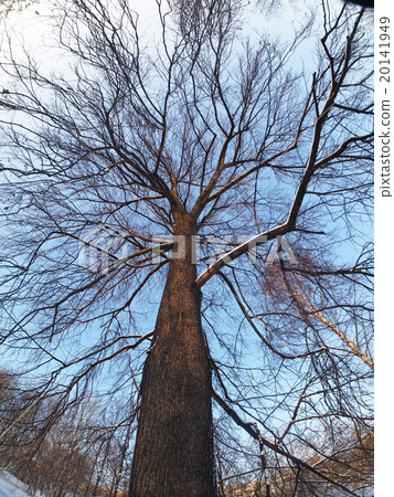 Trees in the park in winter 20141949