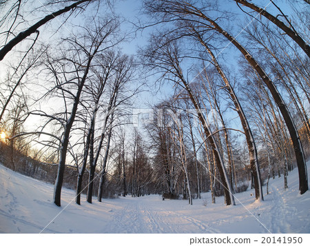 Trees in the park in winter 20141950