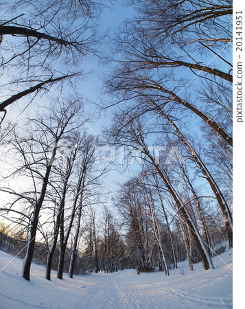 Trees in the park in winter Trees in the park in winter 20141951
