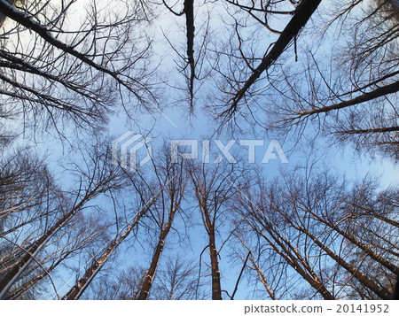 Trees in the park in winter Trees in the park in winter 20141952