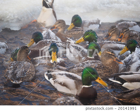 Duck on the river in winter Duck on the river in winter 20141991