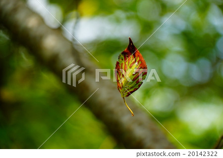 Dead leaves Dead leaves 20142322