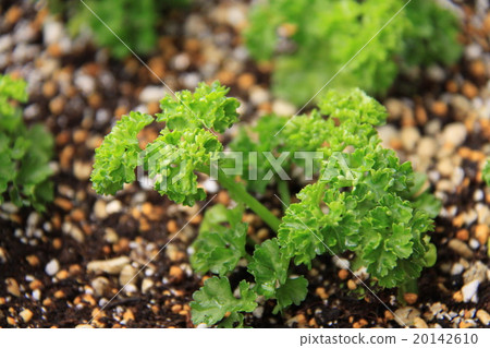 Moscowed parsley (90 days after seeding) Moscowed parsley (90 days after seeding) 20142610
