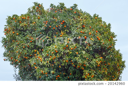 Mandarin tree with orange fruits. 20142960