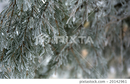 snow-cowered fir branches 20142961