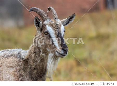 Adult village goat Adult village goat 20143074