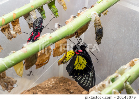 Tropical butterfly chrysalis 20143079