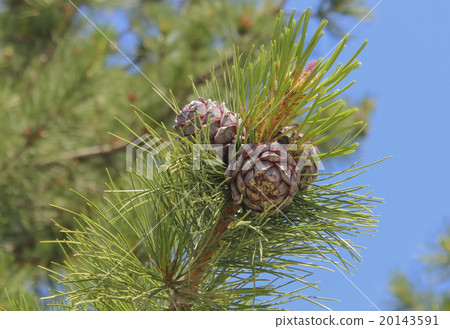 Cones of cedar 20143591