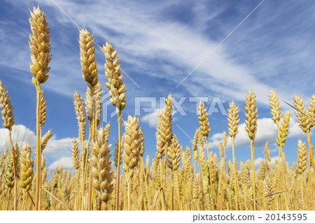 Wheat field Wheat field 20143595