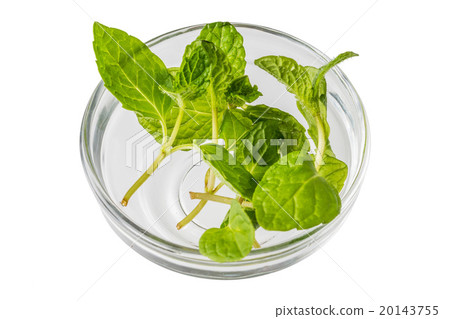 Fresh mint mint 20143755