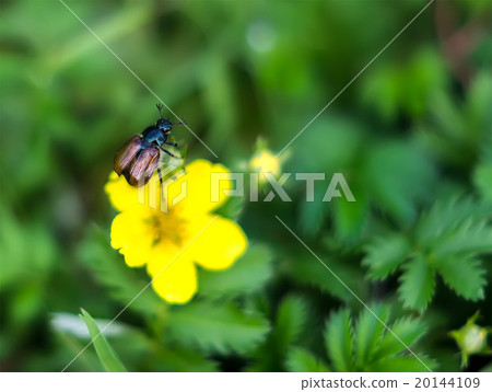 Garden beetle, Phyllopertha horticola Garden beetle, Phyllopertha horticola 20144109