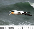Auckland Muriwai Beach's Gannet Colony 20144844