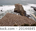 Auckland Muriwai Beach's Gannet Colony Full view 20144845
