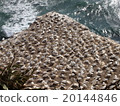 Auckland Muriwai Beach's Gannet Colony 20144846
