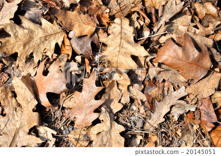 Dry autumn leaves background Dry autumn leaves background 20145051