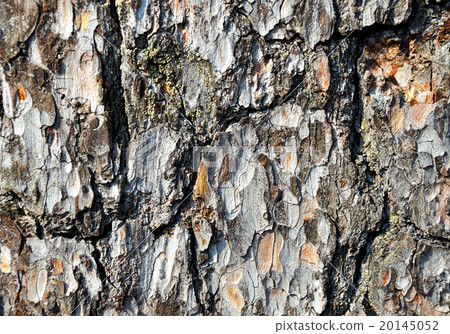 Tree bark texture background 20145052