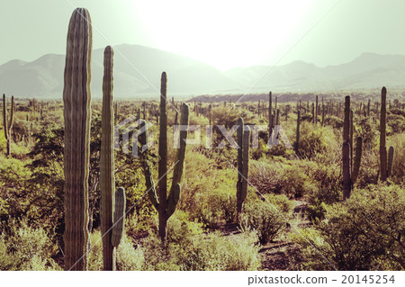 Cactus in Mexico 20145254