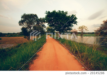 Road in jungle 20145286