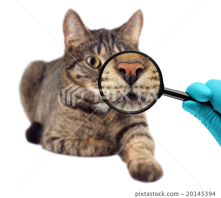 Cat and magnifying glass. Veterinarian doctor Cat and magnifying glass. Veterinarian doctor 20145394
