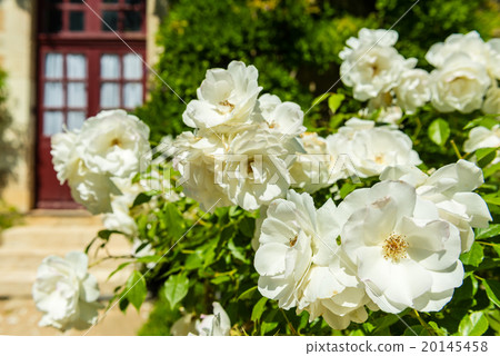 Bush of beautiful roses in a garden Bush of beautiful roses in a garden 20145458