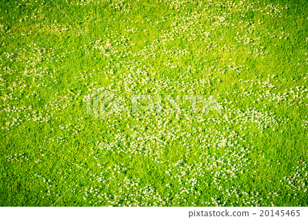 White daisies on a green lawn in spring White daisies on a green lawn in spring 20145465