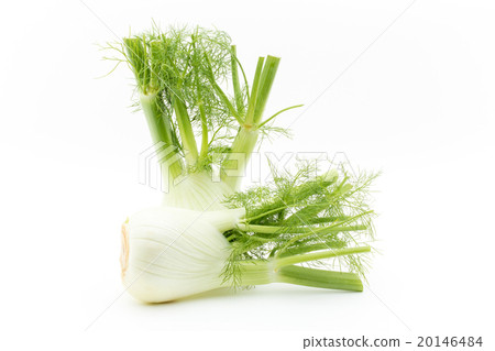 Fennel: Fennel bulb 20146484