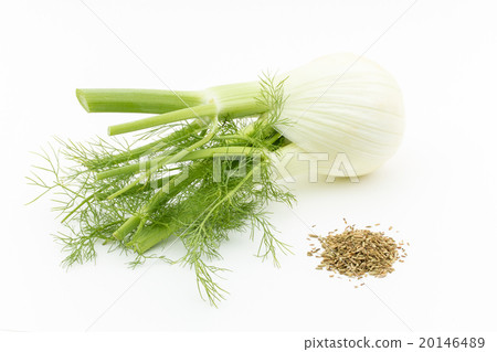 Fennel: Fennel bulb 20146489