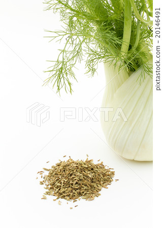 茴香和茴香籽：茴香球莖和茴香籽 20146491