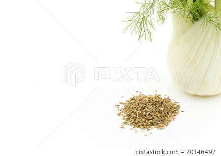 茴香和茴香籽:茴香球莖和茴香籽 茴香和茴香籽:茴香球莖和茴香籽 20146492