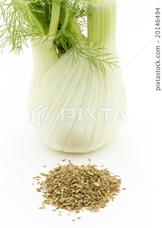 茴香和茴香籽:茴香球莖和茴香籽 茴香和茴香籽:茴香球莖和茴香籽 20146494