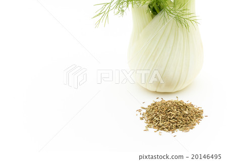 茴香和茴香籽：茴香球莖和茴香籽 20146495