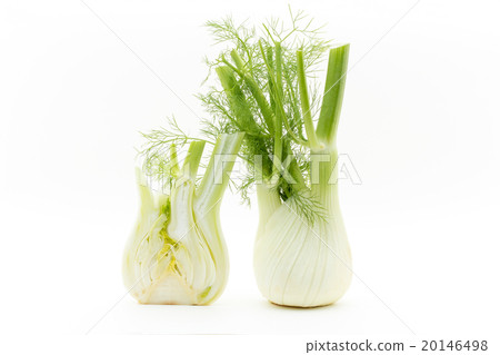 茴香:茴香球莖 茴香:茴香球莖 20146498