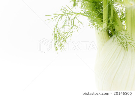 Fennel: Fennel bulb 20146500