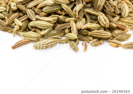 Fennel seed: Fennel Seed Fennel seed: Fennel Seed 20146503