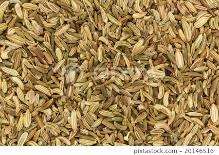 茴香籽：茴香籽 20146516