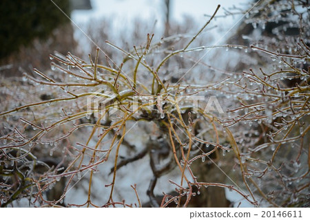 Branch rain ice Branch rain ice 20146611