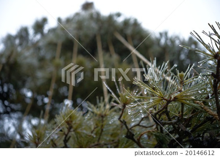 松雨冰和雪掛 20146612