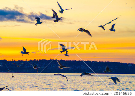 日落和鳥類 日落和鳥類 20146656