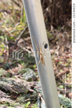 Kubergilis（棕色型）·男性02 20146659