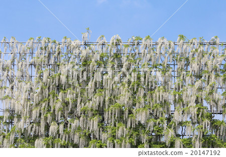 Shirato Shirato 20147192