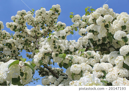 Big tiger Big tiger 20147193