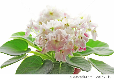 Saint Paul Saint Paul 20147210