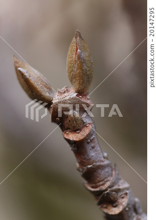 天然植物Sangoju，winterbuds和葉子。它看起來像蝙蝠或tsutibuta的臉② 20147295