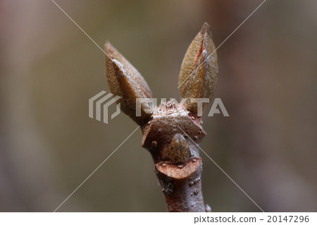 天然植物Sangoju，winterbuds和葉子。它看起來像蝙蝠或tsutibuta的臉① 20147296