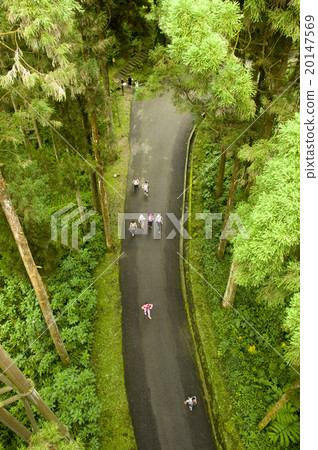 Forest road 20147569