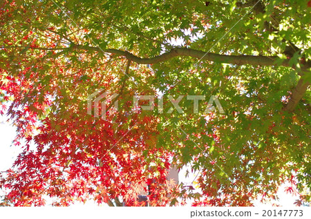 Autumn leaves Autumn leaves 20147773